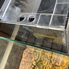 アクリル水槽、熱帯魚、アロワナ