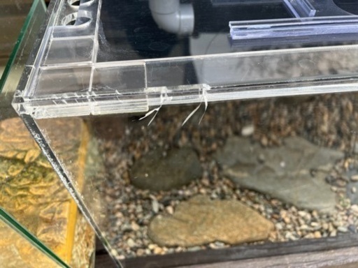 アクリル水槽、熱帯魚、アロワナ | www.sman1sukawangi.sch.id