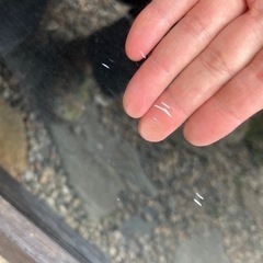 アクリル水槽、熱帯魚、アロワナ