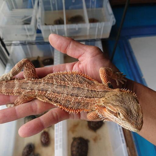 フトアゴヒゲトカゲ オレンジ (亀の楽園 岡山) 備中箕島のペットの無料広告・無料掲載の掲示板｜ジモティー - SliDe 1649663261355