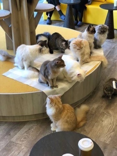 猫カフェ好きな人 翔 東加古川の友達のメンバー募集 無料掲載の掲示板 ジモティー