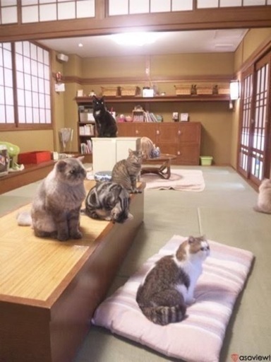 猫カフェ好きな人 翔 東加古川の友達のメンバー募集 無料掲載の掲示板 ジモティー