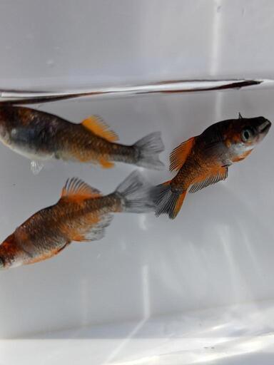 メダカ♪ MIX 全7種類のメダカまとめて！バラ売り可能