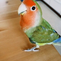 神奈川県 大和市のその他の里親募集 ジモティー