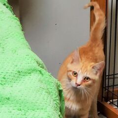 熊谷市　保護猫ちゃんの里親募集　茶トラ