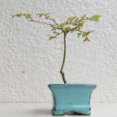 ミニ盆栽サルスベリー１