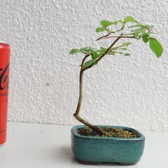 ミニ盆栽サルスベリー２