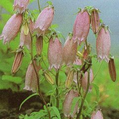 繁茂した木・草花を選った余分な根っこ（苗）　よろしかったら差し上げます