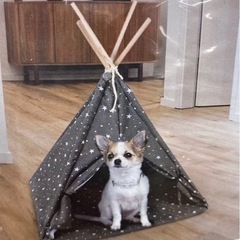 小型犬　猫　ハウス　簡易テント　ベージュ色　かわいい