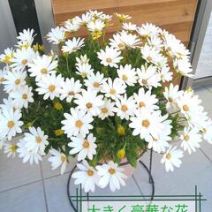 （取引完了）激安!!豪華な花鉢💐　植物