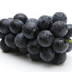 🍇ブドウ🍇 巨峰の木 さし木 挿し木 苗 大入り！ 葡萄 挿木 ...