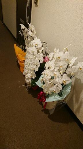 大型胡蝶蘭