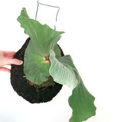 ビカクシダ プラティセリウム エレファントティス ヘゴ板付け