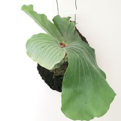 ビカクシダ プラティセリウム エレファントティス ヘゴ板付け