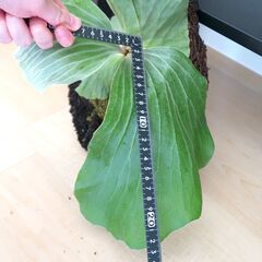 ビカクシダ プラティセリウム エレファントティス ヘゴ板付け