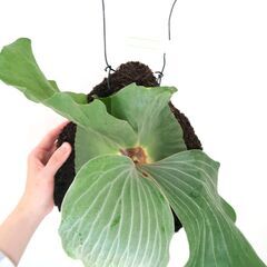 ビカクシダ プラティセリウム エレファントティス ヘゴ板付け