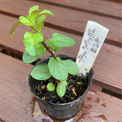 【ネット決済】【期間限定SALE】ブラックペッパーミント植物苗 ...