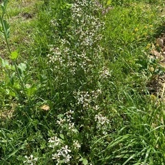 自然と一緒に野菜作りしよう！5月8日、22日（日）