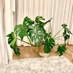 大型モンステラデリシオーサ　観葉植物　10号鉢