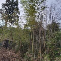 竹、笹、薪、丸太いりませんか？4月17日