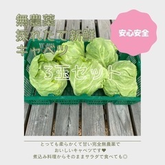 【商談中】無農薬 春キャベツ  3玉セット