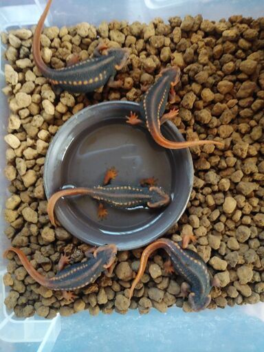 アメイロイボイモリ5匹セット
