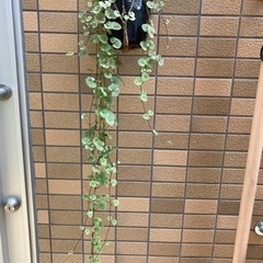 斑入りグレコマ・グランドカバー・雑草対策・枝垂れ80cm以上・観葉植物