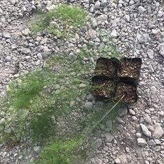 アスパラガス苗　野菜　決まりました