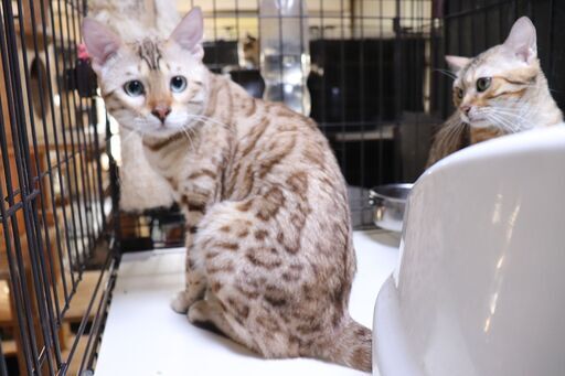 ベンガル猫交配 ベンガル猫の交配を無料で承ります まいきゃっと 要町の猫の無料広告 無料掲載の掲示板 ジモティー