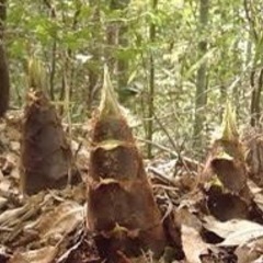 タケノコ掘り体験及び竹林整備募集