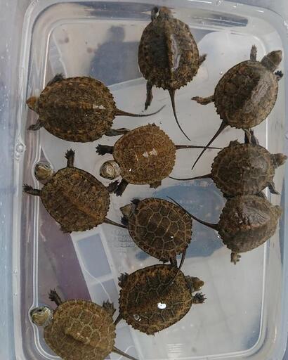 ニホンイシガメベビー 新入荷 亀の楽園 岡山 備中箕島のペットの無料広告 無料掲載の掲示板 ジモティー