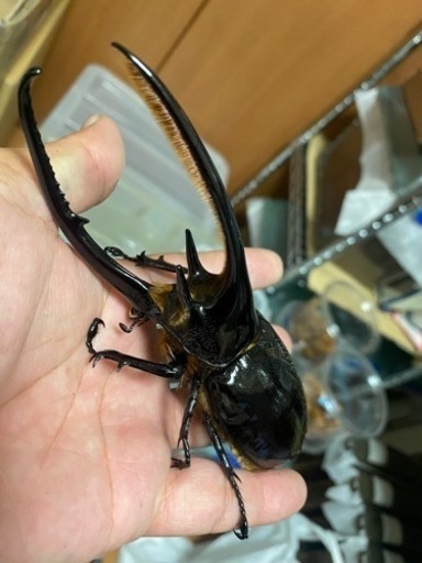 特大ネプチューンオオカブト