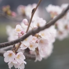 東京フォトモ　４月24日サークル活動 − 東京都