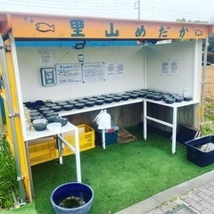 【ネット決済】里山公園前のメダカ•ミジンコ無人販売所　4/15出店