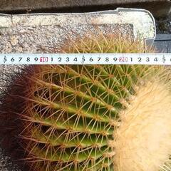 サボテン さぼてん キンシャチ 金鯱 サボテンの王様            