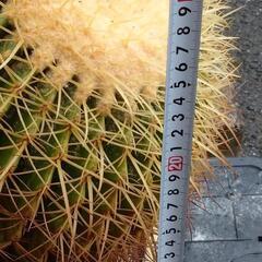 サボテン さぼてん キンシャチ 金鯱 サボテンの王様            