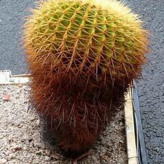 サボテン さぼてん キンシャチ 金鯱 サボテンの王様            