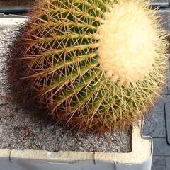 サボテン さぼてん キンシャチ 金鯱 サボテンの王様            