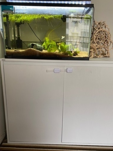 ドブ 水槽一式(お魚、水草、スタンド込み) - bravista.com.br