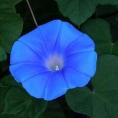 中古グリーンカーテンが無料 格安で買える ジモティー