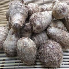 里芋の種。石川早稲500グラム