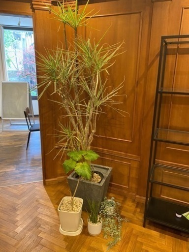 【早いもの勝ち】観葉植物セット お買い得