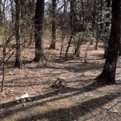 栃木県の土地(個人キャンプ用地に最適)