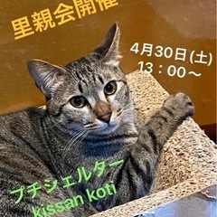 保護猫お見合い里親会開催　4/30(土)13時〜