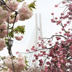 造幣局桜の通り抜け、桜のトンネルをスマホで撮影しょう！4月16日（土）