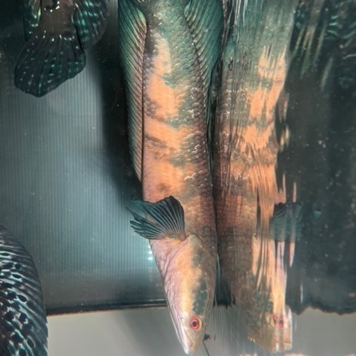 チャンナマルリオイデス2匹 熱帯魚 大型魚　スネークヘッド