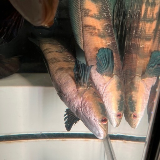 チャンナマルリオイデス2匹 熱帯魚 大型魚 スネークヘッド