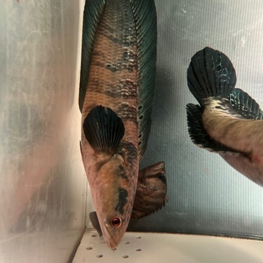 チャンナマルリオイデス2匹 熱帯魚 大型魚 スネークヘッド