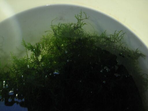 ウィローモスミナミヌマエビ メダカに ガザニア 鞍手のその他の中古あげます 譲ります ジモティーで不用品の処分 ウィローモスミナミヌマエビ メダカに ガザニア 鞍手のその他の中古あげます 譲ります ジモティーで不用品の処分