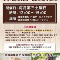 保護猫譲渡会　島忠ホームズさいたま中央店